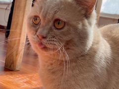 -猫小院猫主题咖啡厅(北锣店)