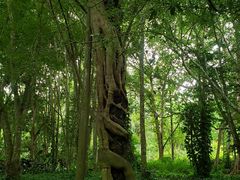 -中国科学院西双版纳热带植物园