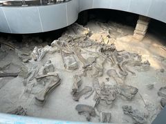 -自贡恐龙博物馆