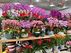 -双季花艺园艺市场(浦东店)