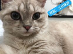 -TWOFACE 双面理发馆