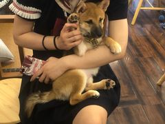 -豆柴町-柴犬主题狗咖(红鼎国际C座店)