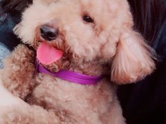 -Pets First伊珊娜洗护·精致美容·家庭式寄养(新会路店)