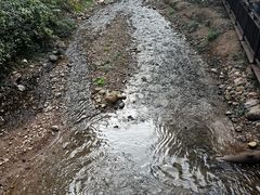 -西双版纳原始森林公园