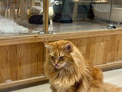 -藏猫猫咖啡主题馆(中央大道店)