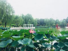 -丰台花园