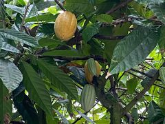 -歌斐颂巧克力小镇