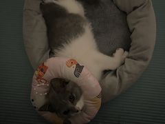 -瑞鹏宠物医院·超声·骨科·奇麟分院(蜀都万达店)