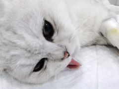 -佳雯宠物医院(金华南路分院)