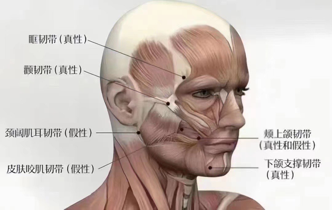 面部筋膜韧带图片