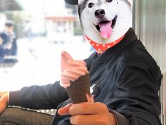 -喜茶(迪士尼小镇DP店)