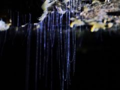 -怀托摩萤火虫洞