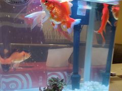 -海底捞火锅(武胜路凯德广场店)