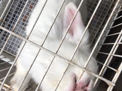 -海边的猫和咖啡馆