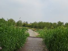 -西青郊野公园