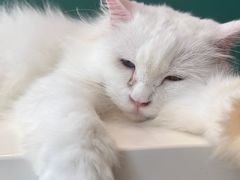 -飞行喵MR PILOT|猫舍·猫咖(静安大融城店)