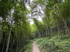 -上海佘山国家森林公园天马山园