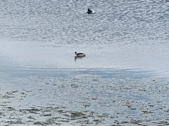 -野鸭湖国家湿地公园