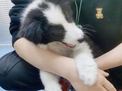 -美联众合动物医院(·中兽医·疑难杂症·严家桥分院)