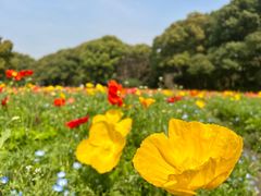 -上海共青森林公园