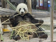 -栾川竹海野生动物园