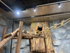 -Zoolung Zoolung动物主题公园(海信广场店)