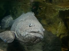 -上海海洋水族馆