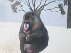 -成都动物园