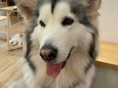-李小姐の猫咖啡馆(五角场店)