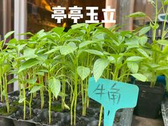 -中环花鸟鱼虫市场