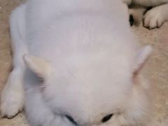 -创凡宠物医院·骨专科  猫科中心(西乡分院)