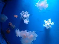 -福州罗源湾海洋世界旅游区