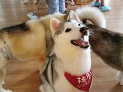 -Husky Go! 哈士奇体验馆·宠物咖啡厅狗咖