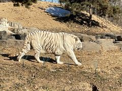 -北京野生动物园