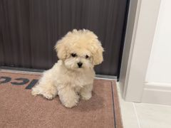 -萌宠之家·腊肠犬·马尔泰·小体犬舍