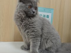 -瑞派新吉太郎宠物医院·重症转诊中心·泌尿道(嘉禾望岗院)