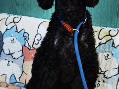 -严国平动物医院(德政总院)