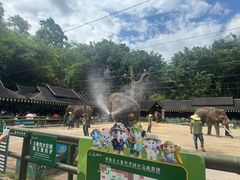 -野象谷景区