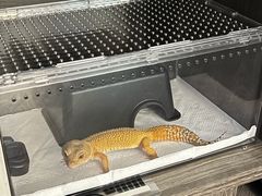 -酷以爬仙阁实体爬宠店·守宫·蜥蜴·专业繁育