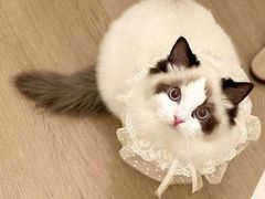 -欣宠猫屋·矮脚拿破仑·蓝金金渐层