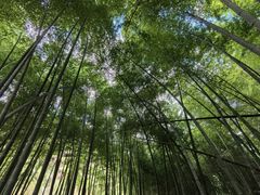 -四明山国家森林公园