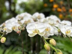 -中国科学院华南植物园