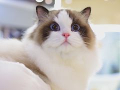 -momokira米努特·德文卷毛猫·棉花面纱犬