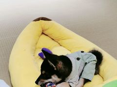 -逗柴咖啡屋·狗咖猫咖宠物桌游