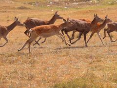-乌兰布统景区-白桦林