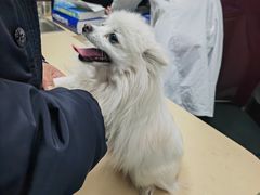 -顺强宠物诊所·狂犬免疫·夜诊·骨科(嘉定店)