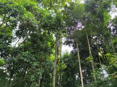 -中国科学院西双版纳热带植物园