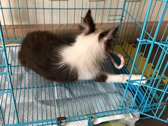 -翊宠yipet猫狗购宠庄园犬舍•猫舍