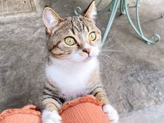 -喵屿·大理花园猫咖