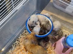 -萌兽医馆·眼科·异宠专科(三里屯店)